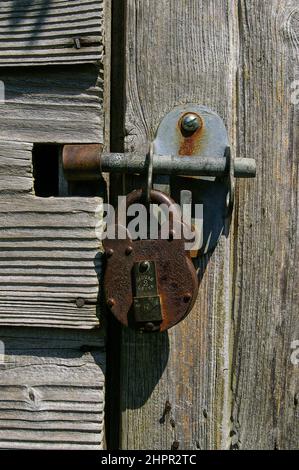Metal security bolt with a heavy duty padlock on a wooden shed door, UK Stock Photo