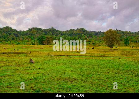 It used to be a lowland forest. There is a savanna covering an area of 6 thousand hectares but has turned into teak forest.  Alas Purwo Banyuwangi, wh Stock Photo