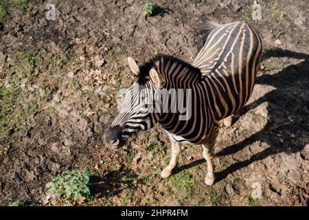 Wild zebra from above against dirt ground Stock Photo
