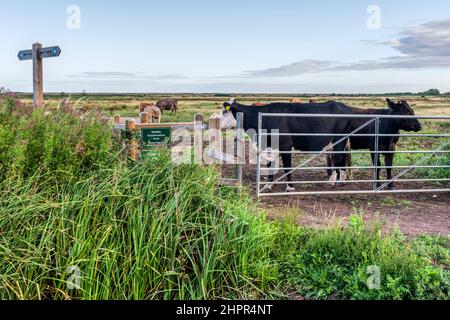Cows looking through gate in field crossed by public footpath. Stock Photo