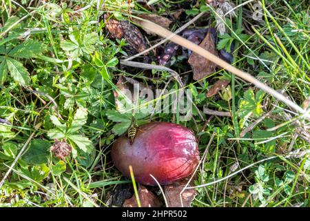 A wasp feeding on a rotten windfall plum, Prunus domestica, in a Norfolk garden. Stock Photo