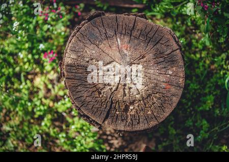 Cutout tree stump and fresh green grass. Tree trunk in forest Stock Photo