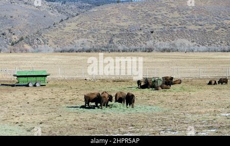 American Bisons in a farm in Utah, USA. Stock Photo