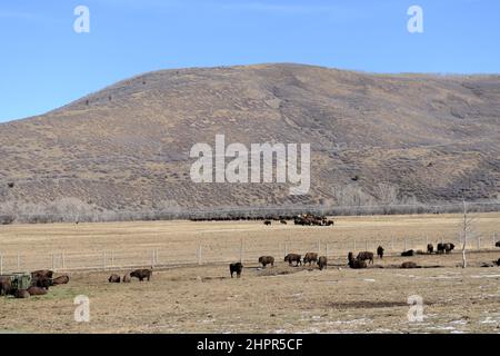 American Bisons in a farm in Utah, USA. Stock Photo
