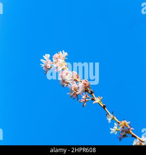 Pink Wild Himalayan Cherry (Prunus cerasoides) Sour Cherry Flower (Thai Sakura Cherry Blossom) Full Bloom Close-up Macro under Clear Blue Sky in Sprin Stock Photo