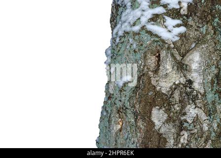 tree trunk close-up, isolated on a white background, with a bit of snow Stock Photo