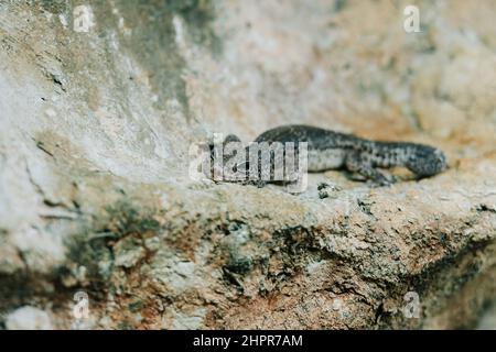 Leopard gecko on a terrarium Stock Photo