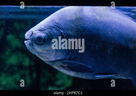 Red bellied piranha swimming on an aquarium Stock Photo