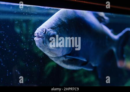 Red bellied piranha swimming on an aquarium Stock Photo