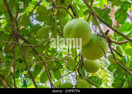 Green Grapefruits hang on a tree. Close up of pomelo. Zanzibar, Tanzania Stock Photo