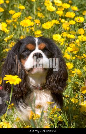 The King Charles Spaniel (also known as the English Toy Spaniel) is a small dog breed of the spaniel type. In 1903, the Kennel Club combined four sepa Stock Photo