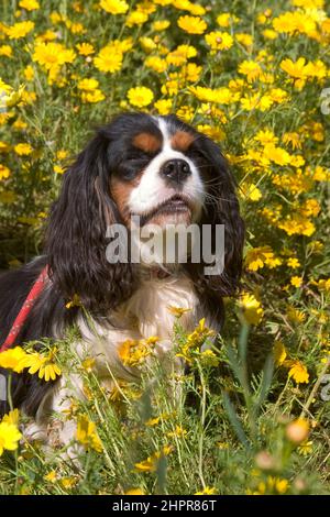 The King Charles Spaniel (also known as the English Toy Spaniel) is a small dog breed of the spaniel type. In 1903, the Kennel Club combined four sepa Stock Photo