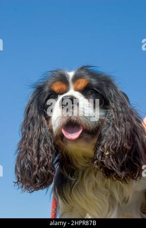 The King Charles Spaniel (also known as the English Toy Spaniel) is a small dog breed of the spaniel type. In 1903, the Kennel Club combined four sepa Stock Photo