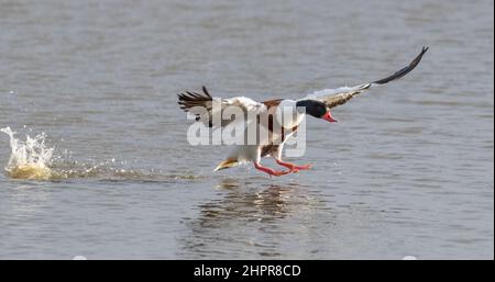 Common Shelduck (Tadorna tadorna) Landing on Lake Stock Photo