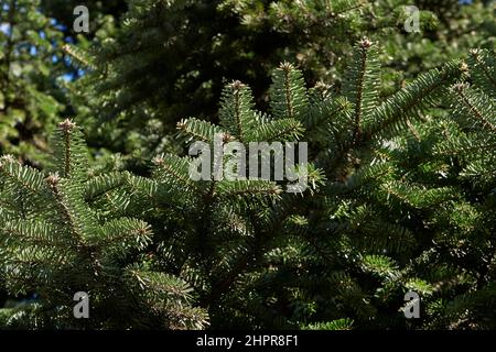 Abies alba branch and trunk close up Stock Photo