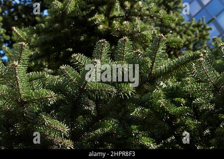 Abies alba branch and trunk close up Stock Photo