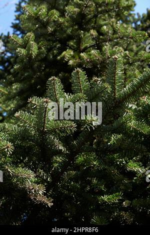 Abies alba branch and trunk close up Stock Photo