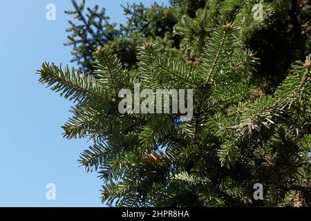 Abies alba branch and trunk close up Stock Photo