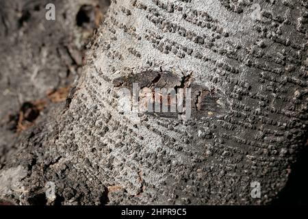 Abies alba branch and trunk close up Stock Photo