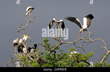 Yellow-billed stork (Mycteria ibis) nesting colony. This large wading bird is found in Africa south of the Sahara. It uses its long bill to catch fish Stock Photo