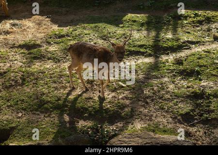 Fallow deer walking on the ground Stock Photo