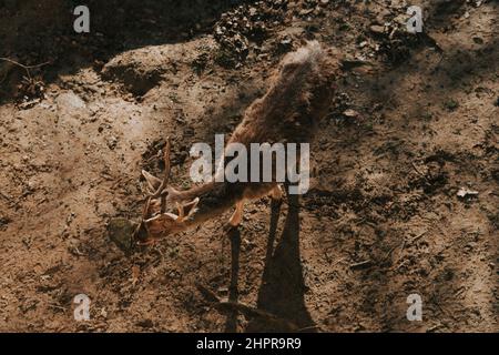 Fallow deer on the ground from above Stock Photo