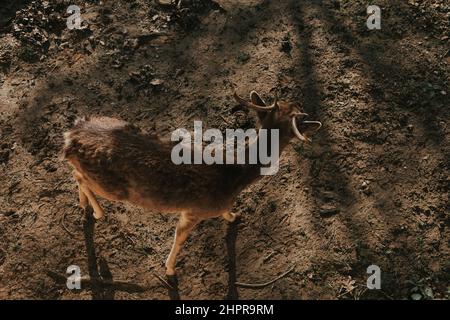 Fallow deer on the ground from above Stock Photo