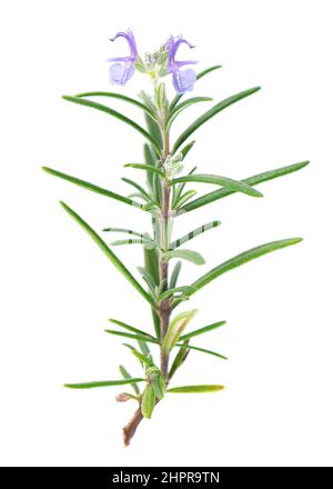 Sprig rosemary with flower isolated on white background. Fresh rosemary branch Stock Photo