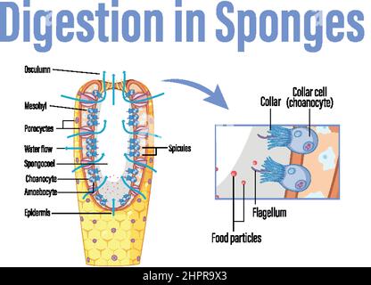 Diagram showing digestion in sponges illustration Stock Vector Image ...