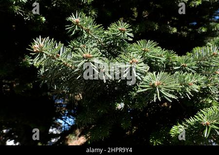 Abies alba branch and trunk close up Stock Photo