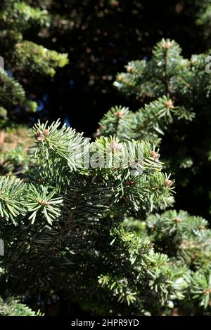 Abies alba branch and trunk close up Stock Photo