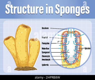 Diagram showing structure of sponge illustration Stock Vector Image ...