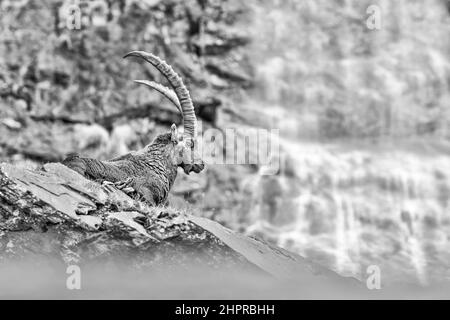 The King of the Alps perched on the rock with waterfalls on background (Capra ibex) Stock Photo