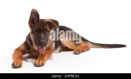 German Shepherd Dog aged 16 weeks Stock Photo