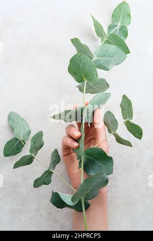 Female hand holding eucalyptus branch in her hands over stone table. Stock Photo
