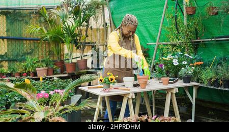 African senior woman working inside greenhouse garden - Nursery and spring concept - Focus on face Stock Photo