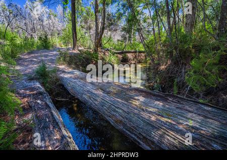 Remains of old timber bridge across Seary's Creek, Cooloola Recreation Area, Rainbow Beach, Queensland, Australia Stock Photo