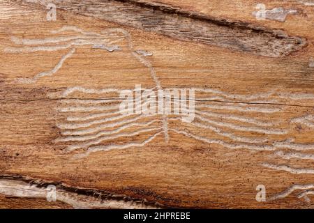 Ash bark beetle (Hylesinus varius) larval galleries on a fallen Ash tree under the bark (Fraxinus excelsior), Lower Woods, Gloucestershire, UK Stock Photo