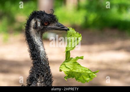 Headshot of Emu (Dromaius novaehollandiae) eating lettuce leaf. Queensland, Australia Stock Photo