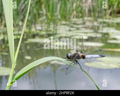 Scarce Chaser (Libellula fulva) male sunning on a reed leaf overhanging a stream and looking out for passing females, West Sussex, UK, June. Stock Photo