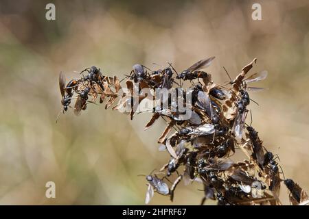 Southern wood ant (Formica rufa) winged male alates climbing a dried bracken leaf to take off from after emerging from a nest, Dorset heathland, UK. Stock Photo