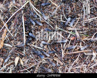 Southern wood ant (Formica rufa) nest surface with many workers and emerging winged male alates, Dorset heathland, UK, May. Stock Photo