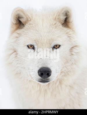 Arctic wolf portrait in the winter snow in Canada Stock Photo