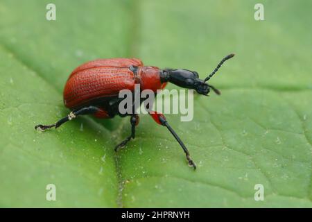 Closeup on a small red hazel-leaf roller weevil beetle, Apoderus coryli sitting on a green leaf Stock Photo