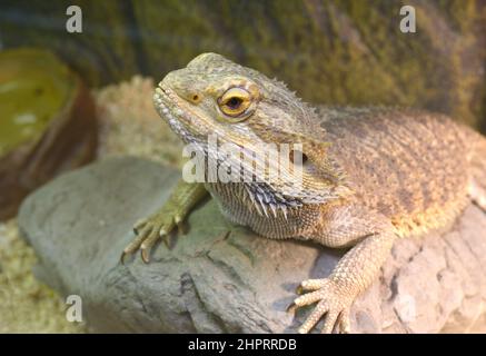 Lizard Central bearded dragon Pogona vitticeps sitting on a stone in a terrarium. Stock Photo