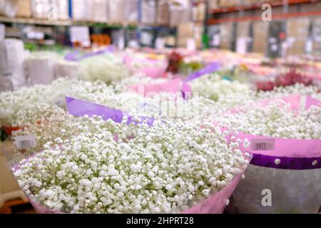 Selective focus on white gypsophila flowers in a wholesale flower shop. On a blurred background, there are many foreign flowers for International Women's Day on March 8. Stock Photo