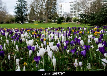 Crocus bulbs flowering, Jephson Gardens, Leamington Spa, Warwickshire, UK Stock Photo