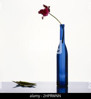 Tulpe in blauer Flasche Stock Photo