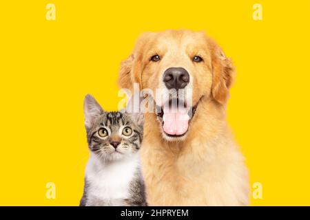 Golden retriever dog and cat portrait together on yellow background Stock Photo