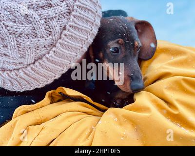 Man holds in the arms of a small funny dog, dressed in a winter hat and coat. Stock Photo